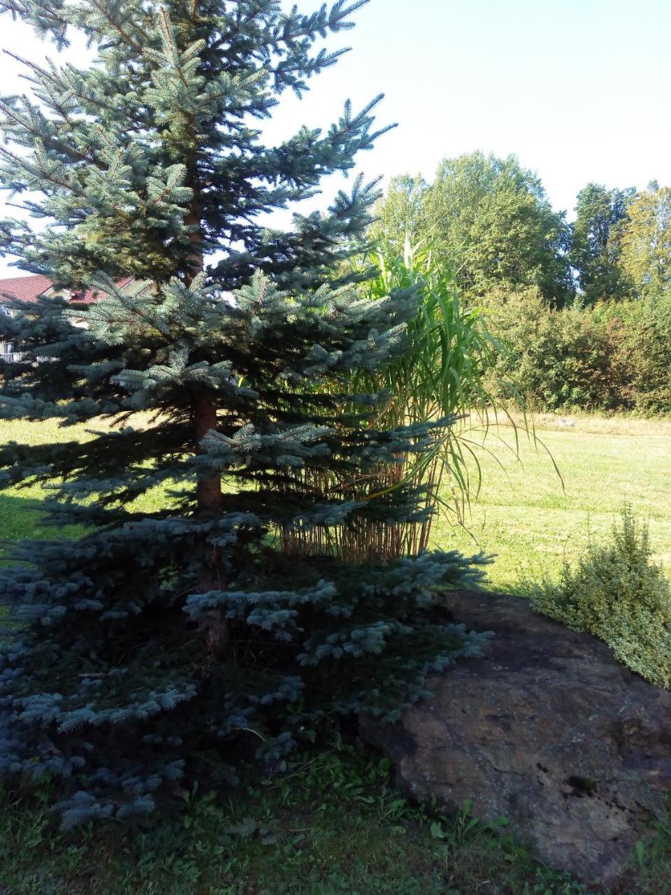 Pension Waldblick Шпіґелау Екстер'єр фото